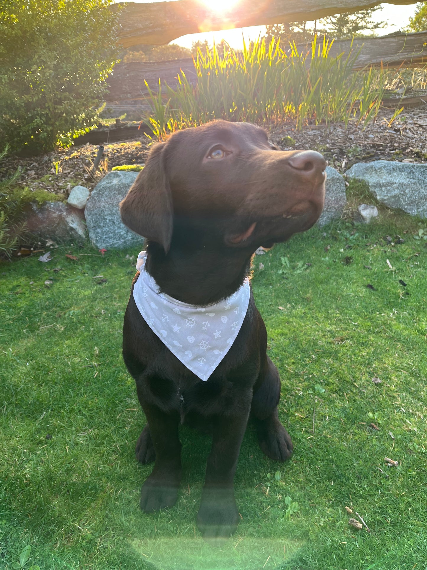 Dog bandana