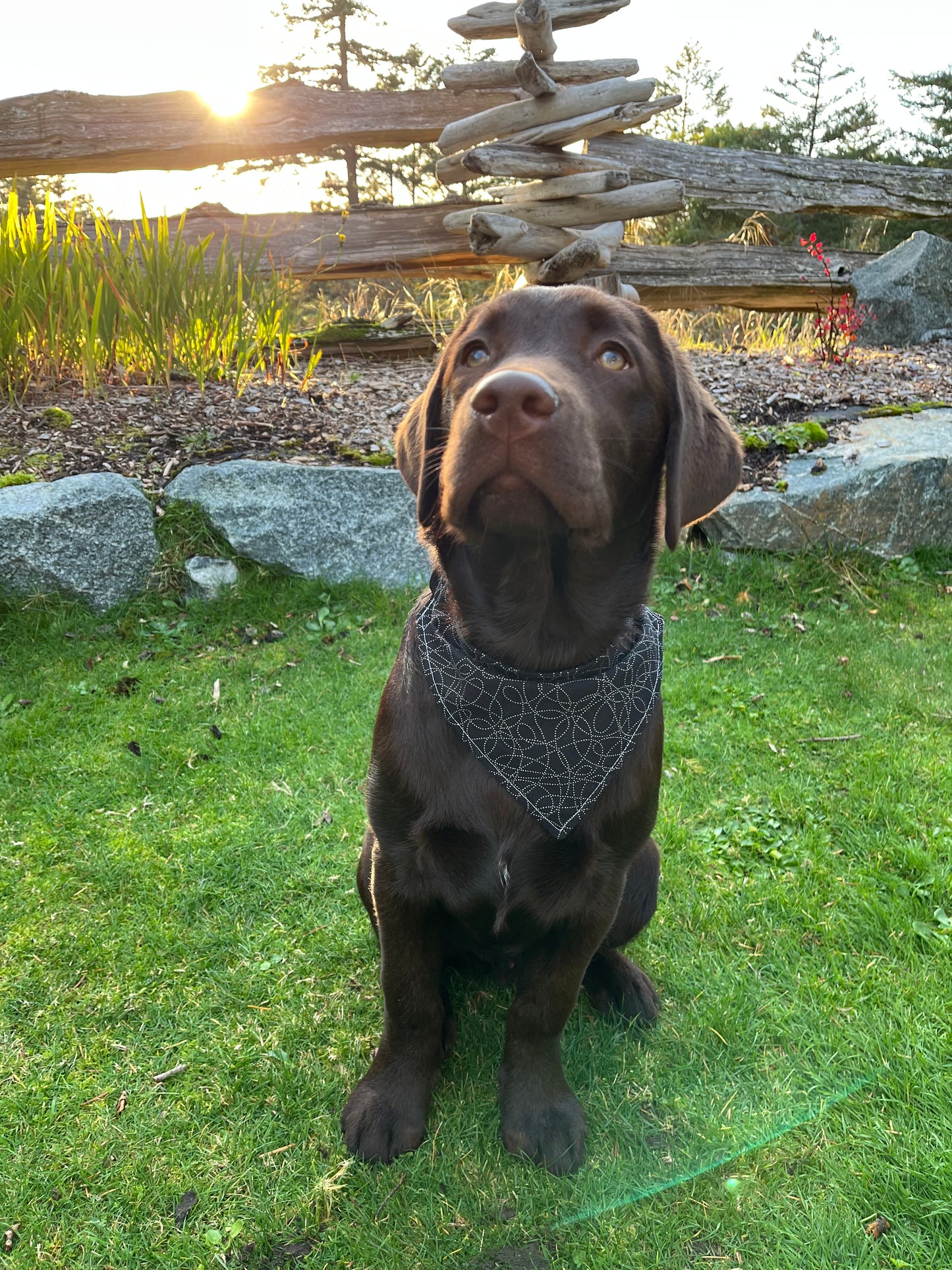 Dog bandana