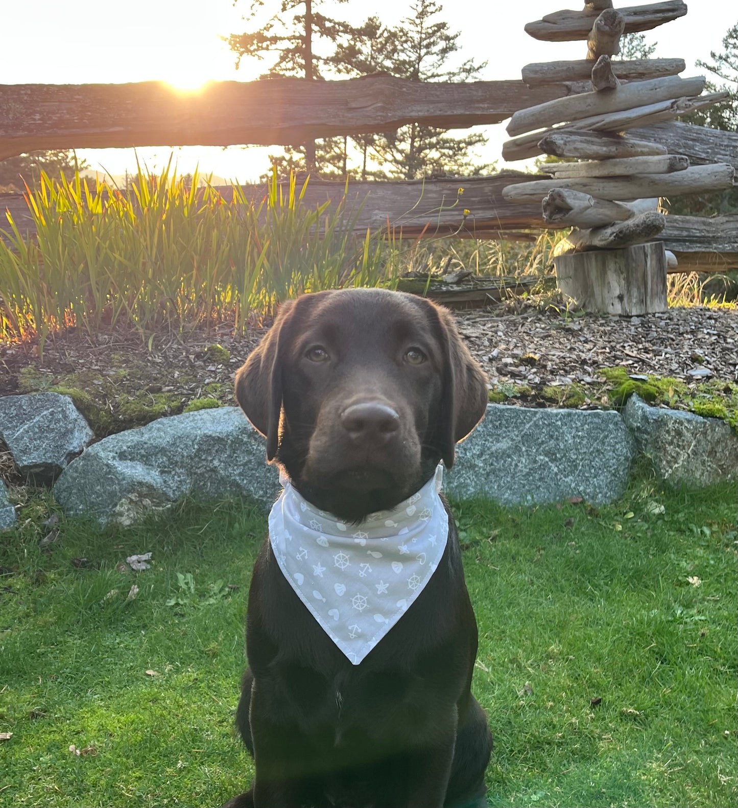 Dog bandana